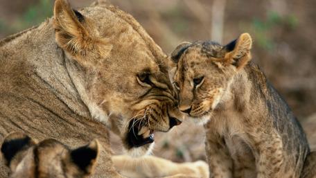 Tender Moments Between Lioness and Cub wallpaper