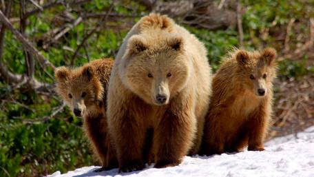 Majestic Bears in Their Natural Habitat wallpaper