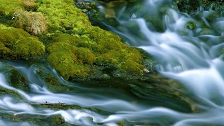 Serenity of Flowing Water and Greenery wallpaper