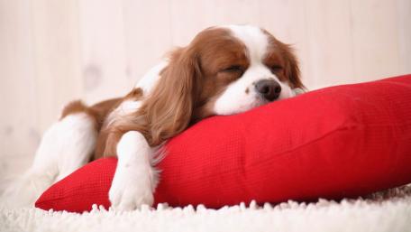 Cozy Dog Resting on a Pillow wallpaper