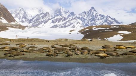Serene Seals Amidst Majestic Mountains wallpaper