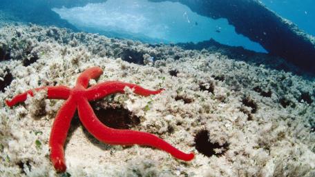 Vibrant Red Starfish on the Ocean Floor wallpaper