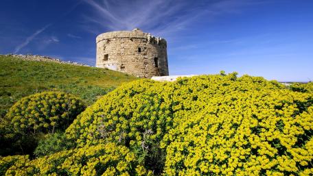 Ancient Tower Surrounded by Vibrant Flowers wallpaper