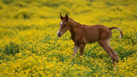 Charming Foal in a Vibrant Field of Flowers wallpaper