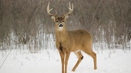 Majestic Buck in Winter Wonderland wallpaper