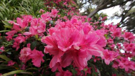 Vibrant Pink Azaleas in Bloom wallpaper