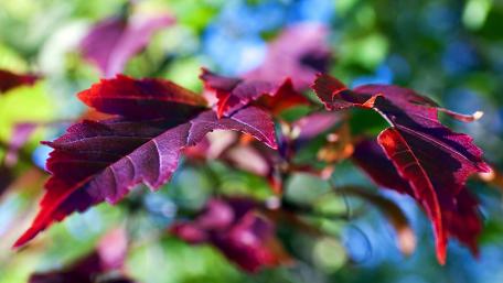 Crimson Leaves in Nature's Embrace wallpaper