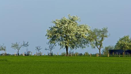 Serene Blossom Tree in Lush Green Meadow wallpaper