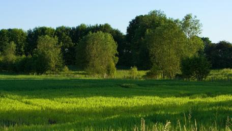 Vibrant Green Fields Under Clear Blue Skies wallpaper