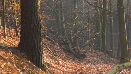 Autumn Serenity in a Forest Scene wallpaper