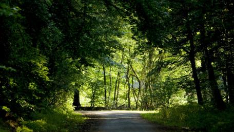 Serene Pathway Through Lush Forested Landscape wallpaper