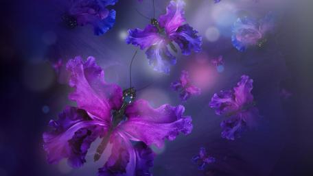 Purple butterflies wallpaper