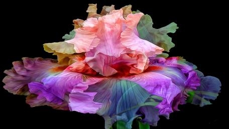 Elegant Abstract Floral Beauty in Vibrant Hues wallpaper