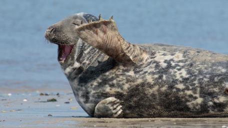 Playful Seal Relaxing on the Shoreline wallpaper