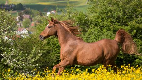 Graceful Horse in Blooming Meadow wallpaper