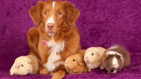 Adorable Pets Together in Harmony wallpaper