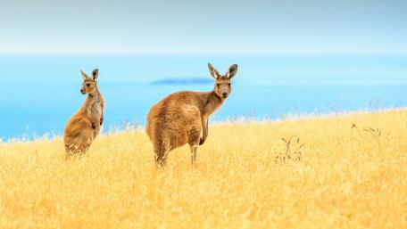 Kangaroos in a Golden Meadow Against Blue Sky wallpaper