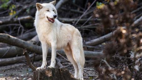 Majestic White Wolf in the Wilderness wallpaper