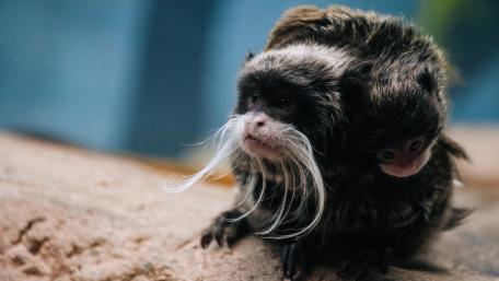 Whimsical Marmosets with Unique Whiskers wallpaper