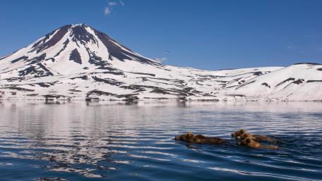Majestic Bears Swimming Under a Snowy Mountain wallpaper