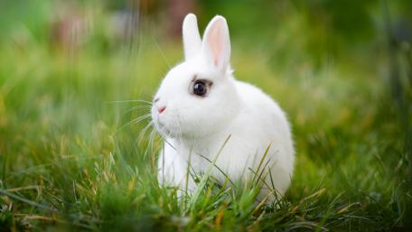 Cute White Rabbit in Green Grass Scene wallpaper