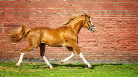 Majestic Horse in Motion wallpaper