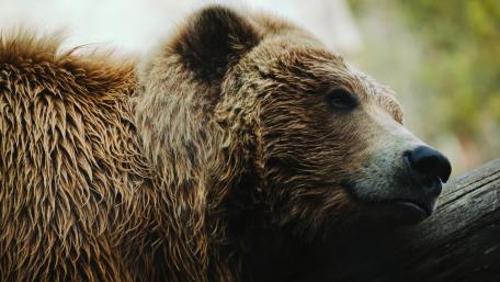 Majestic Bear Resting in Nature wallpaper
