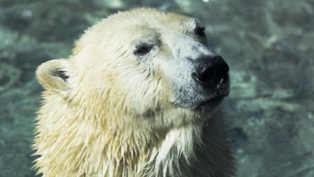 Majestic Polar Bear Portrait wallpaper