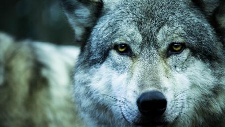 Majestic Wolf in Close-Up View wallpaper