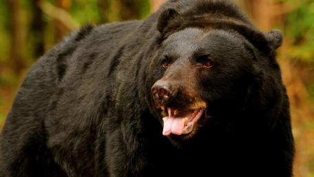 Majestic Black Bear in the Wild wallpaper