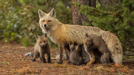 Fox Family in Nature's Embrace wallpaper