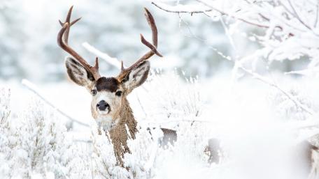 Majestic Buck in Winter Wonderland wallpaper