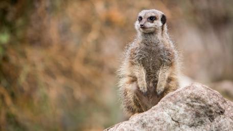 Curious Meerkat on a Rock wallpaper