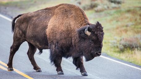 Majestic Bison Roaming the Open Road wallpaper