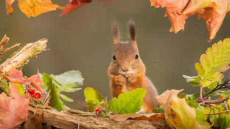 Charming Squirrel Surrounded by Autumn Leaves wallpaper