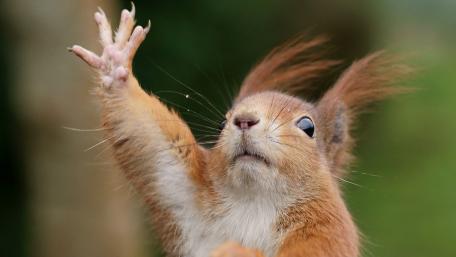 Squirrel Reaching for Nature's Bounty wallpaper