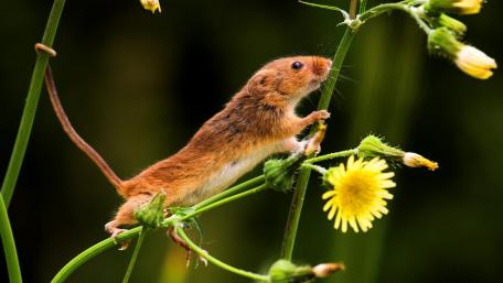Playful Mouse Exploring Nature's Beauty wallpaper