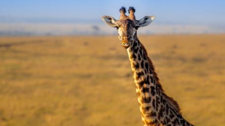 Majestic Giraffe in Golden Savanna Light wallpaper