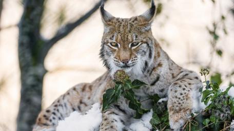 Majestic Lynx in a Winter Wonderland wallpaper