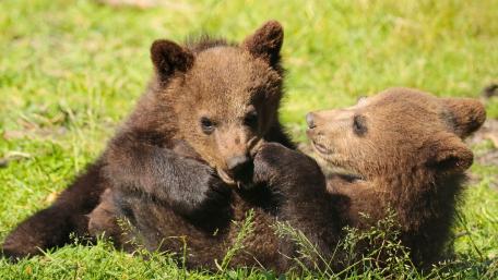 Playful Bear Cubs Enjoying Their Playtime Together wallpaper