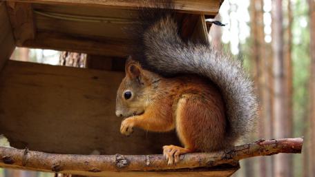 Squirrel in a Tranquil Forest Setting wallpaper