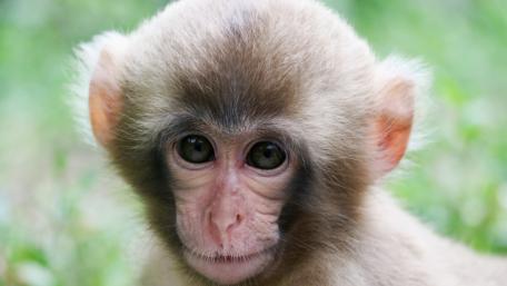 Curious Baby Monkey in Nature wallpaper