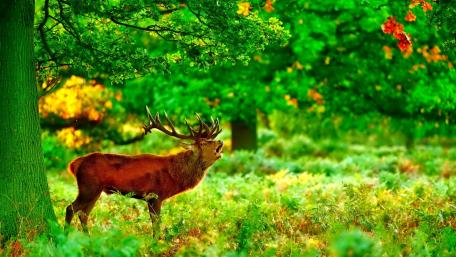 Majestic Stag in Vibrant Forest Setting wallpaper