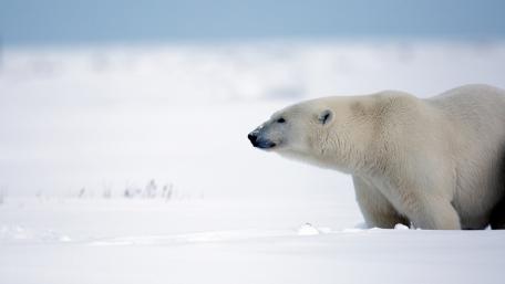 Majestic Polar Bear in Snowy Wilderness wallpaper