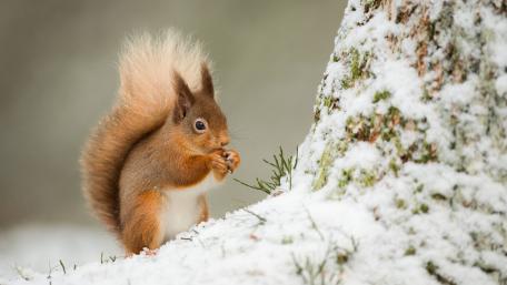 Charming Squirrel Amidst Snowy Landscape wallpaper