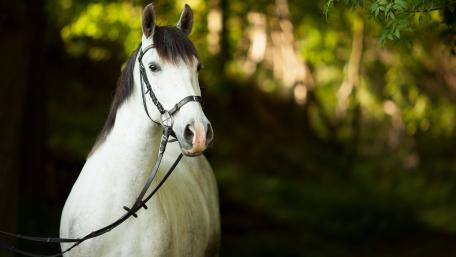 Graceful White Horse in Nature's Embrace wallpaper