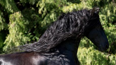 Majestic Black Stallion in a Lush Forest Setting wallpaper