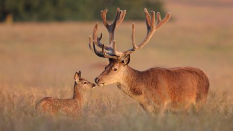 Graceful Deer Duo in Nature's Embrace wallpaper