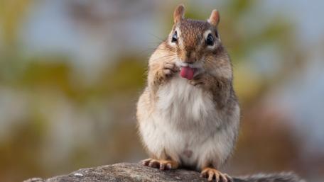 Adorable Chipmunk Enjoying a Snack wallpaper