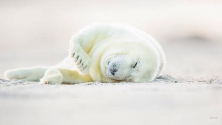 Adorable Seal Relaxing on the Beach wallpaper
